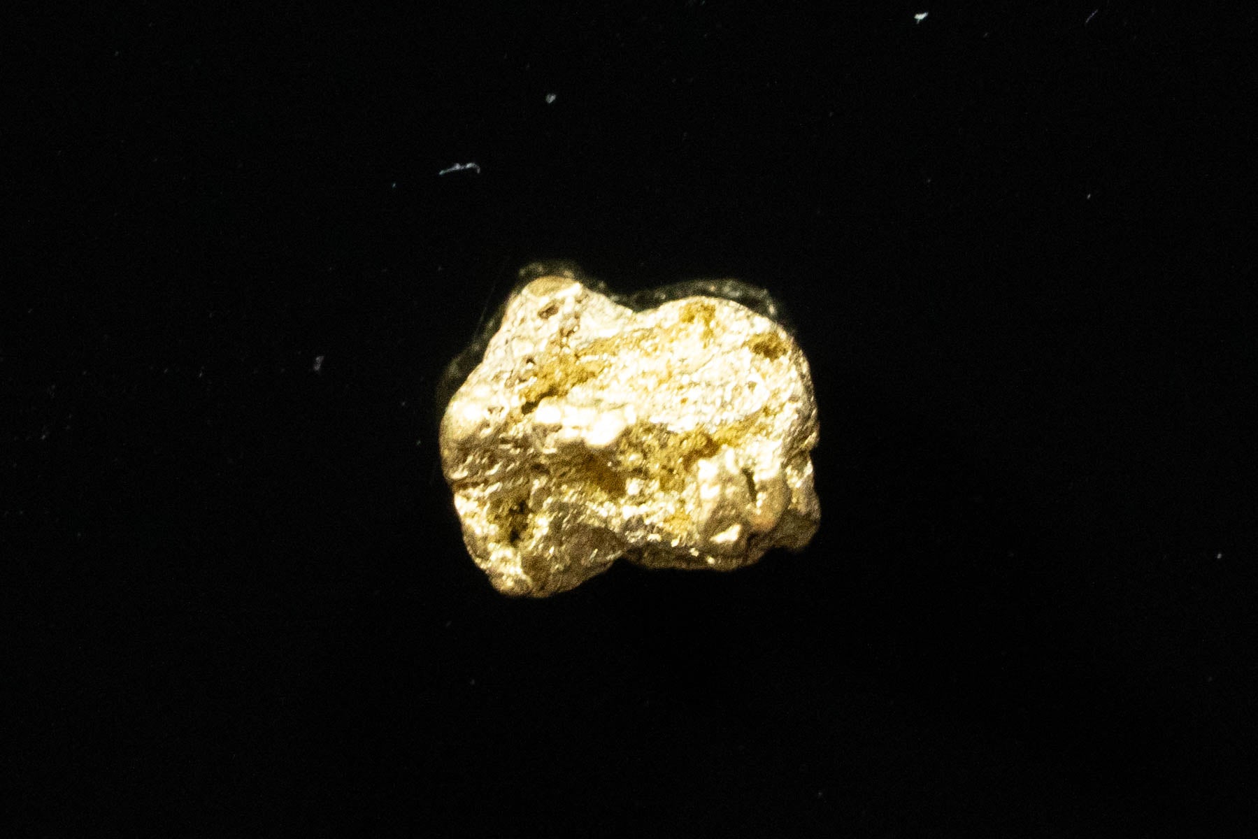 #77 Alaskan BC Natural Gold Nugget .41 Grams Genuine
