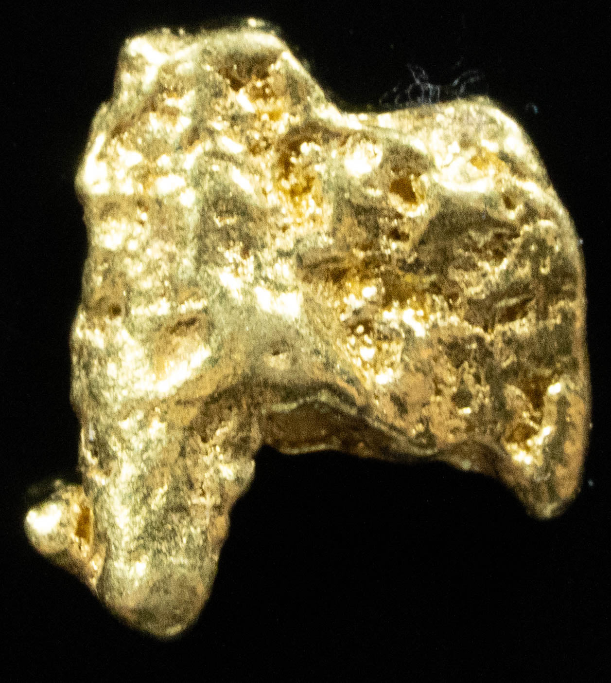 #229 Alaskan BC Natural Gold Nugget 2.27 Grams Genuine