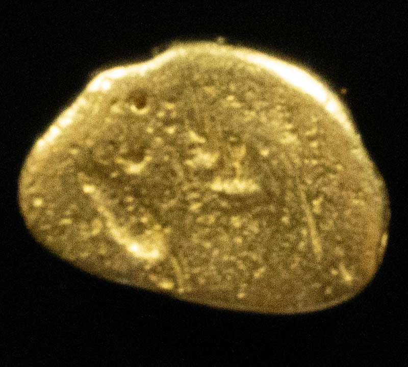 #723 Natural Gold Nugget Australian .50 Grams Genuine
