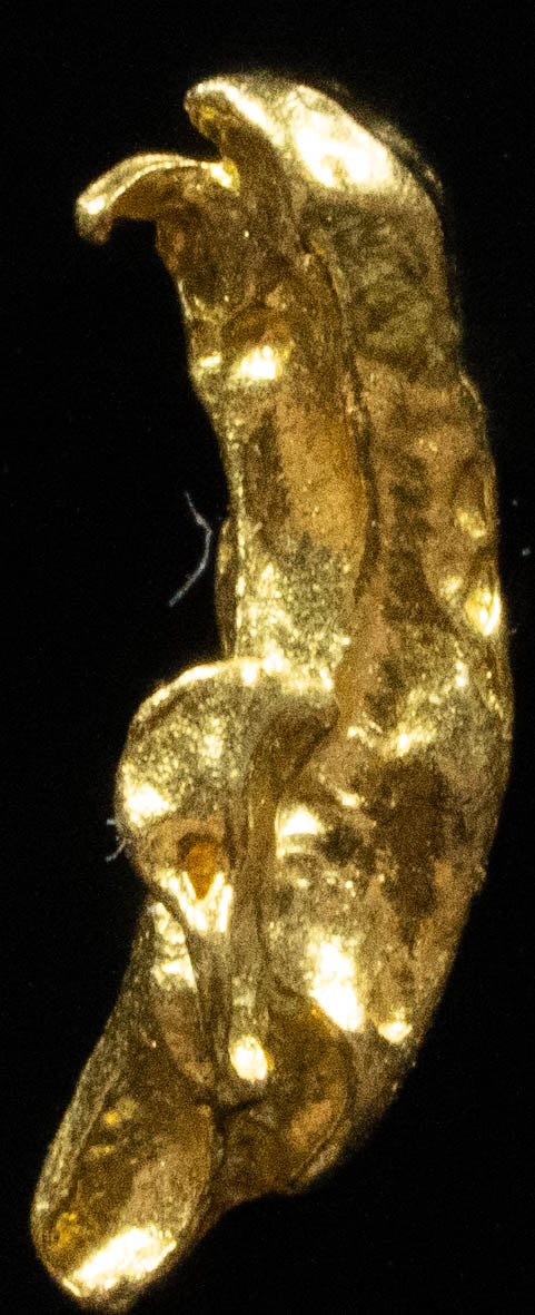 #727 Natural Gold Nugget Australian .557 Grams Genuine