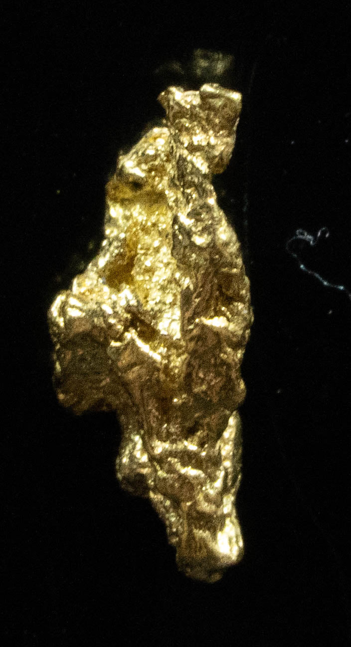 #82 Alaskan BC Natural Gold Nugget .34 Grams Genuine
