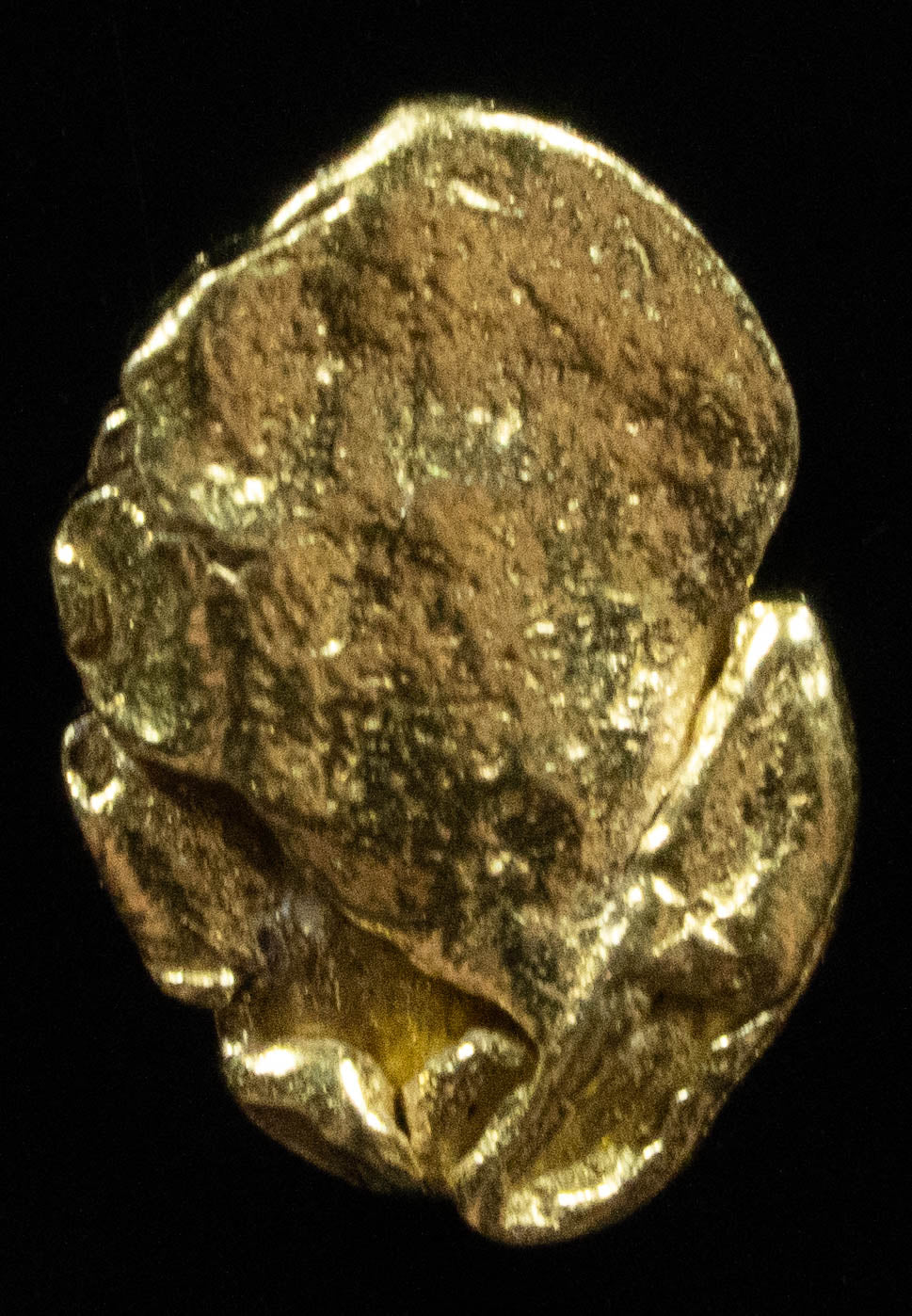 #113 Alaskan BC Natural Gold Nugget .30 Grams Genuine