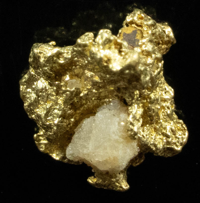 QN-30 "Alaskan BC Gold Nuggets with Quartz" Genuine .56 Grams