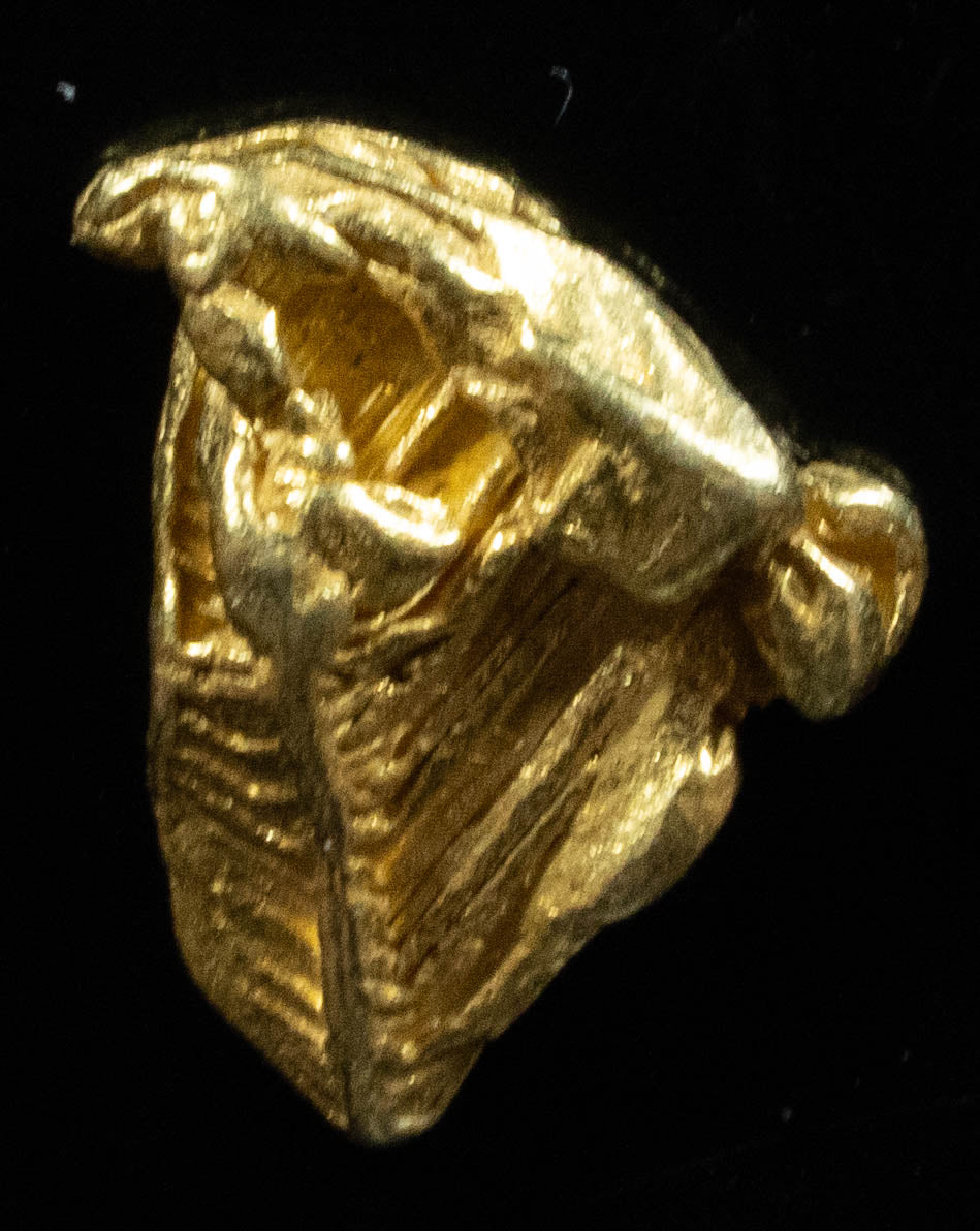 L-50 Exotic Alaskan BC Natural Gold Nugget .836 Grams Genuine