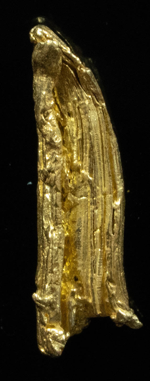 L-52 Exotic Alaskan BC Natural Gold Nugget .82 Grams Genuine