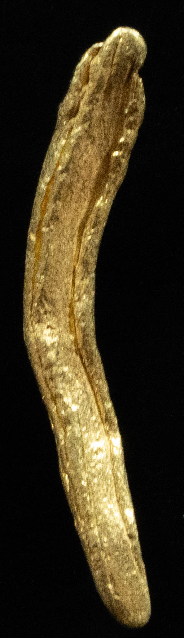 L-92 Exotic Dendritic Alaskan BC Natural Gold Nugget .564 Grams Genuine