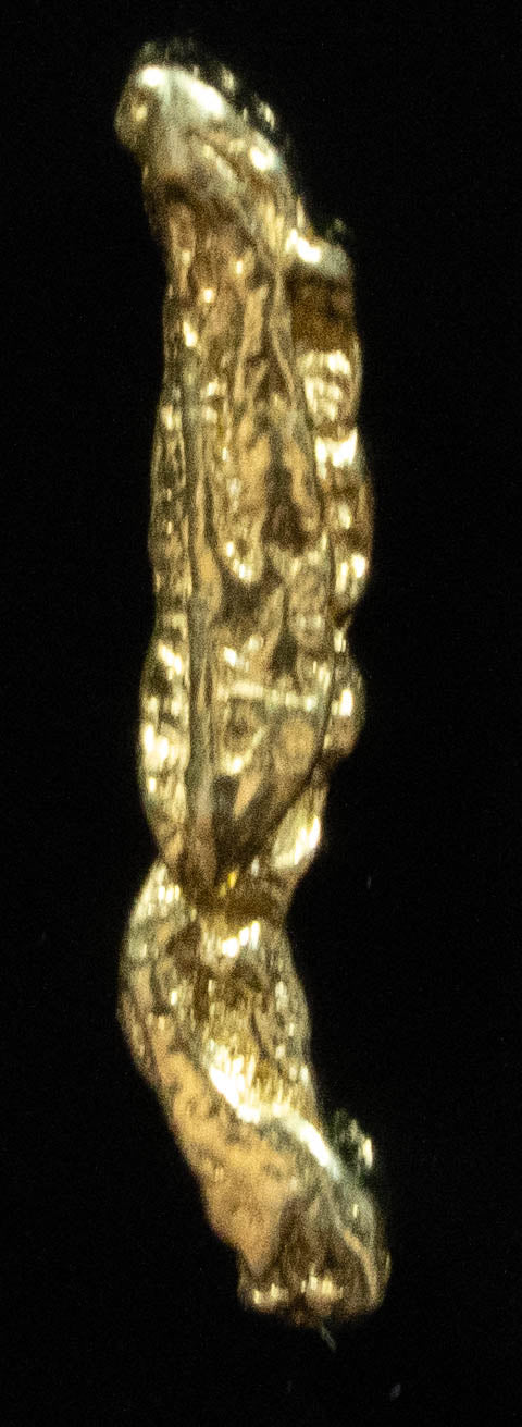 L-94 Exotic Dendritic Alaskan BC Natural Gold Nugget .274 Grams Genuine