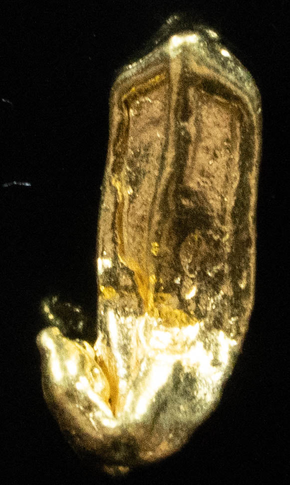 L-102 Exotic Dendritic Alaskan BC Natural Gold Nugget .77 Grams Genuine