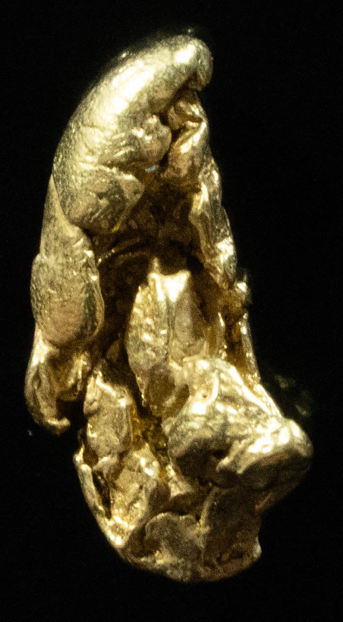 L-103 Exotic Dendritic Alaskan BC Natural Gold Nugget 1.43 Grams Genuine