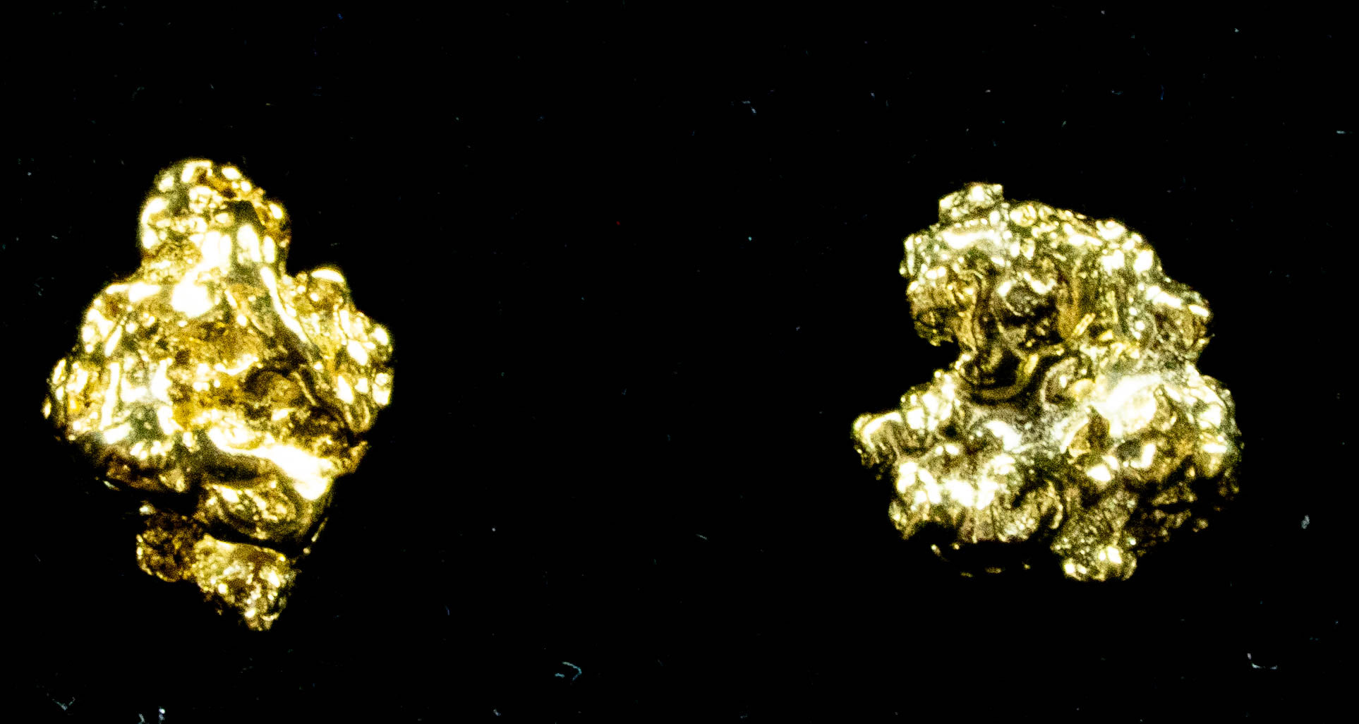 #593 Alaskan-Yukon BC Natural Gold Nugget Earrings 1.79 Grams