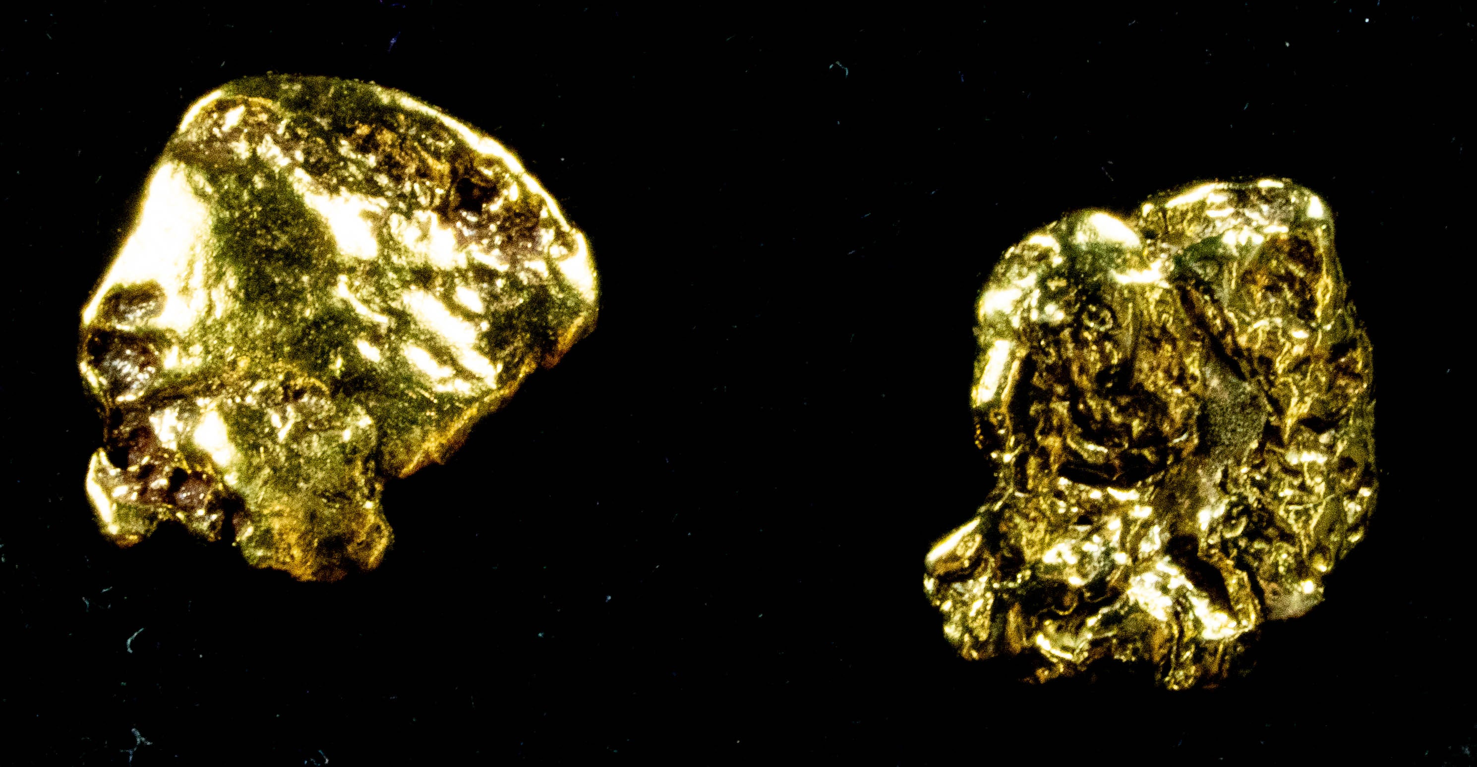 #583 Alaskan-Yukon BC Natural Gold Nugget Earrings 1.92 Grams