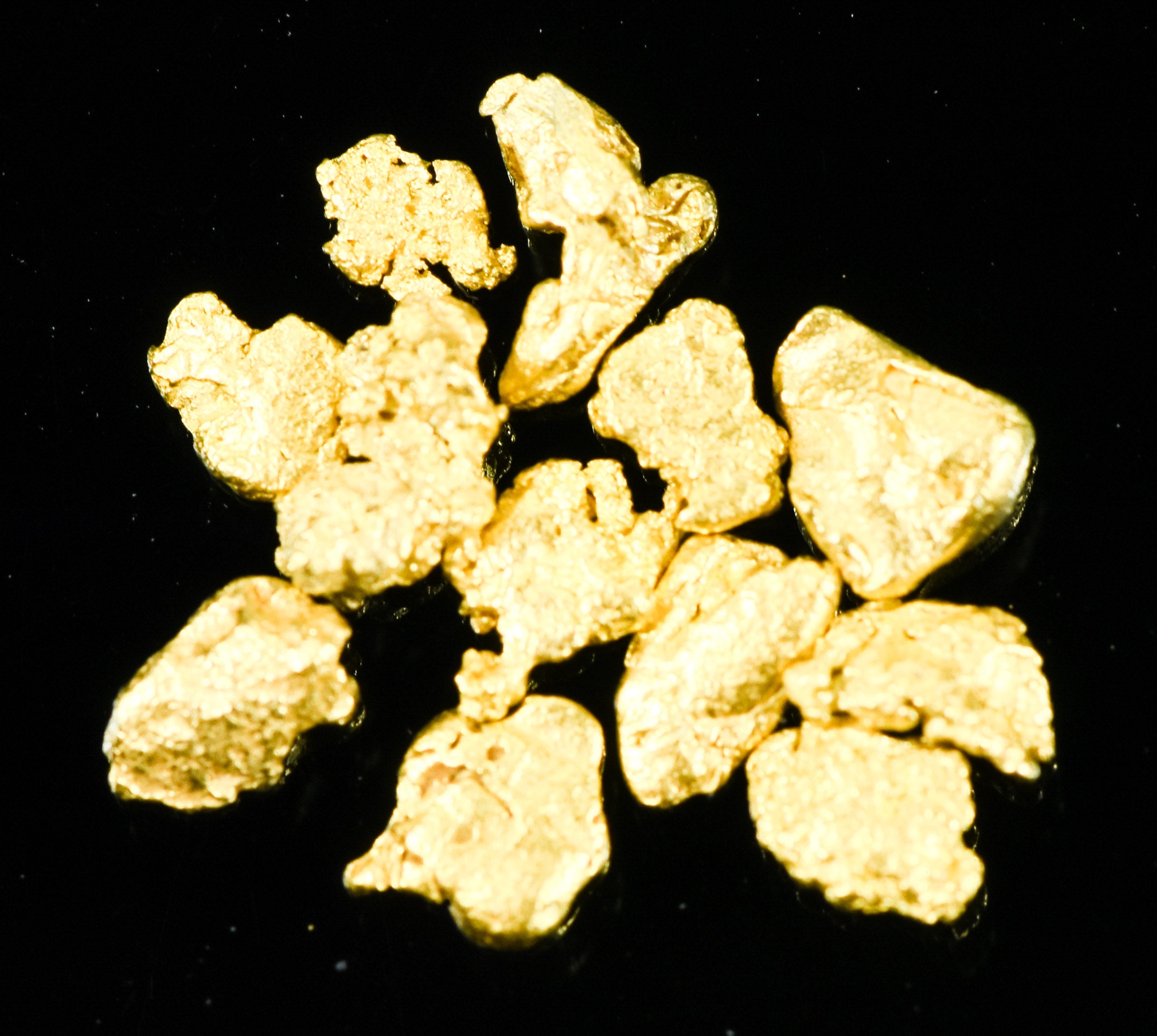 Alaskan Yukon Gold Rush Nuggets #8 Mesh 1.55 Gram of Fines